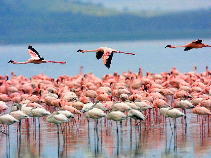 Nalsarovar Bird Sanctuary (Nalsarovar Lake) - GoRoadTrip